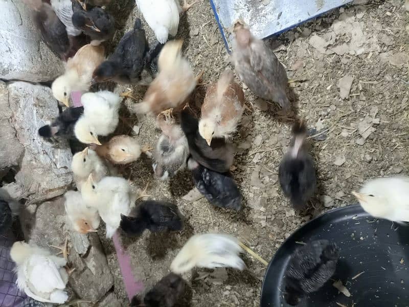 Golden Misri chicks One Month 2