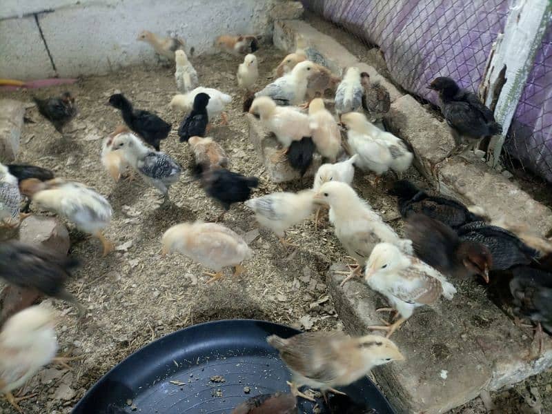 Golden Misri chicks One Month 3