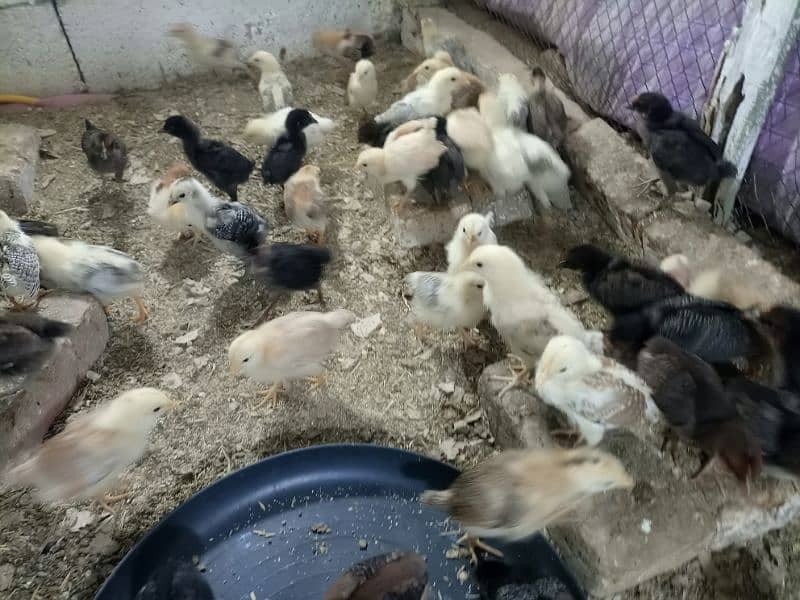 Golden Misri chicks One Month 4