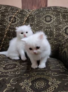 Persian Kitten White Kitten Triple Coated
