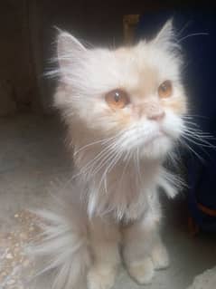 Persian cat  (line cut) 0