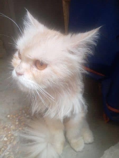 Persian cat  (line cut) 1