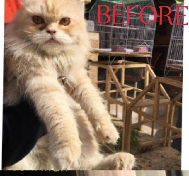 Persian cat  (line cut) 2