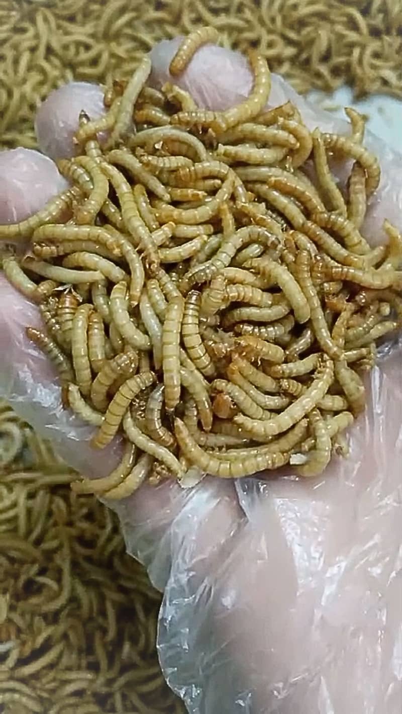 Mealworm Farming in Pakistan | Larva, Pupa, Beetles Quantity Available 0