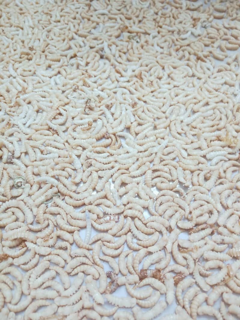 Mealworm Farming in Pakistan | Larva, Pupa, Beetles Quantity Available 1