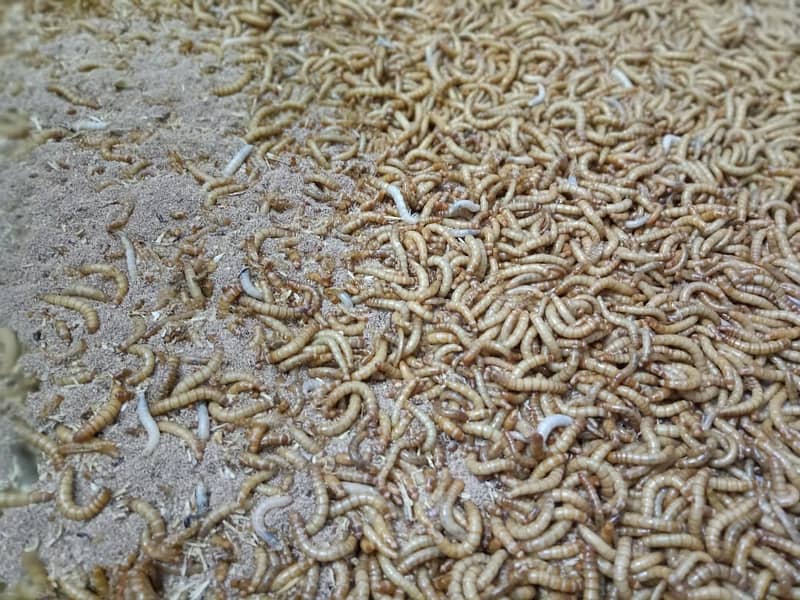 Mealworm Farming in Pakistan | Larva, Pupa, Beetles Quantity Available 2