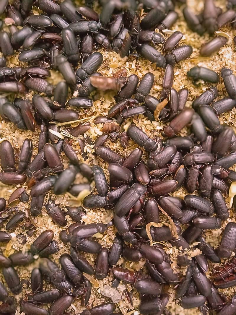 Mealworm Farming in Pakistan | Larva, Pupa, Beetles Quantity Available 3