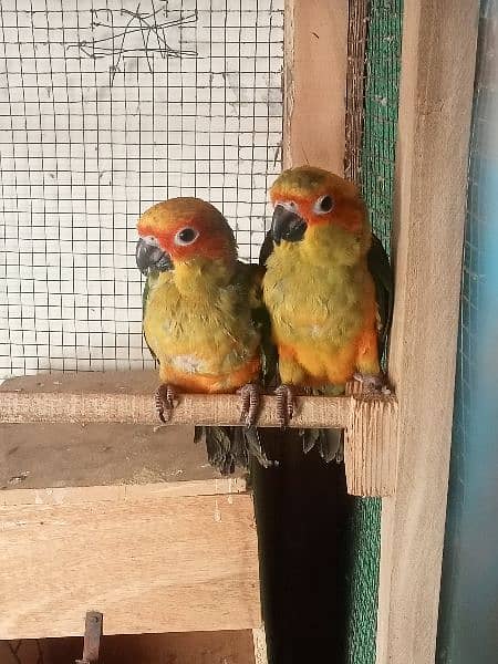 suncnour 3 parrots Ek ki age 5 Month bki 2 ki age 4 month h 0