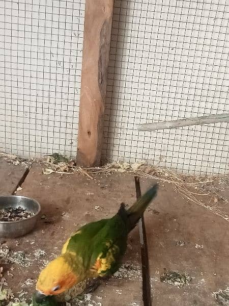 suncnour 3 parrots Ek ki age 5 Month bki 2 ki age 4 month h 1