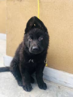 black shepherd Non ped