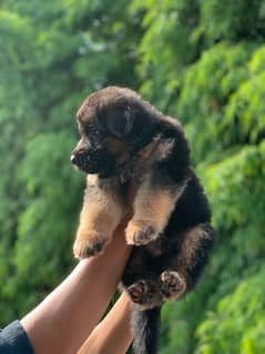 GSD puppies available both full black / black&tan.
