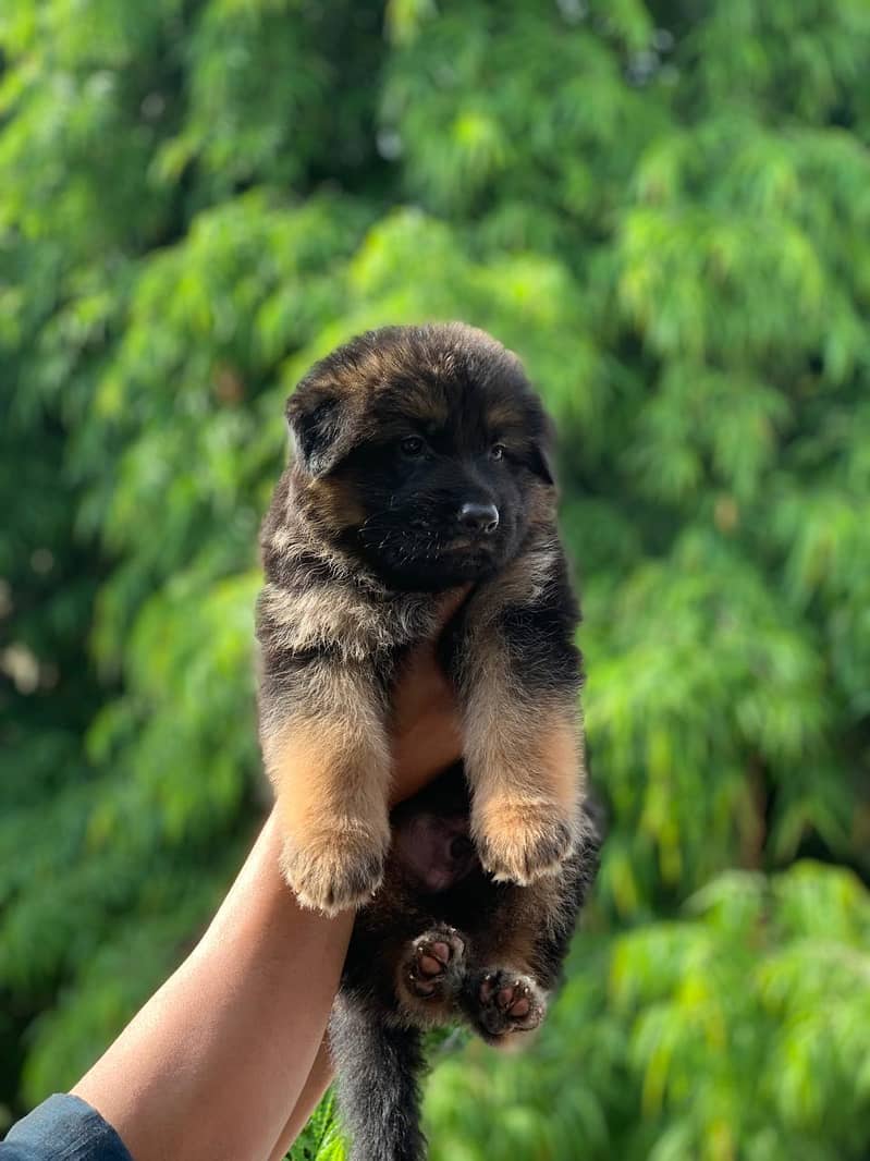 GSD puppies available both full black / black&tan. 1