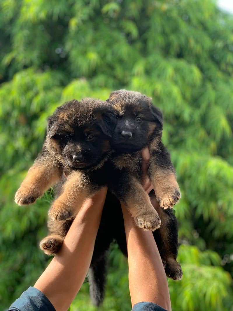 GSD puppies available both full black / black&tan. 2