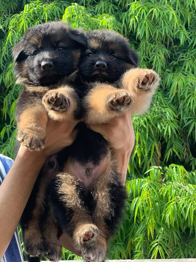 GSD puppies available both full black / black&tan. 3