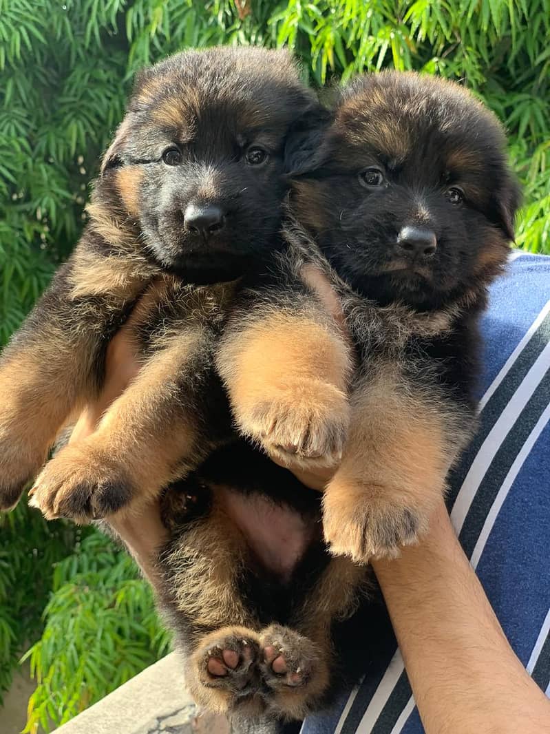 GSD puppies available both full black / black&tan. 4