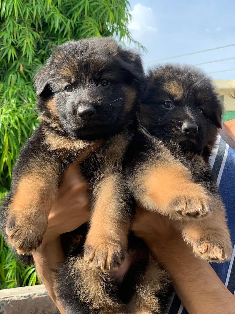 GSD puppies available both full black / black&tan. 5