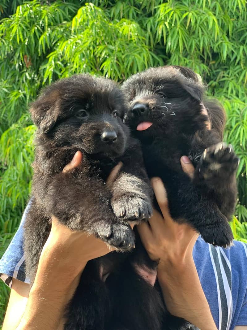 GSD puppies available both full black / black&tan. 6