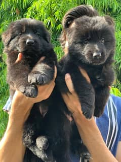 GSD puppies available both full black / black&tan. 0