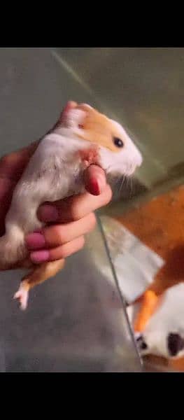 Guinea American cavy guania baby hamster 3