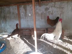 hens for sale