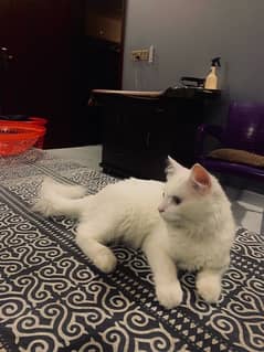 5 months old persian cat