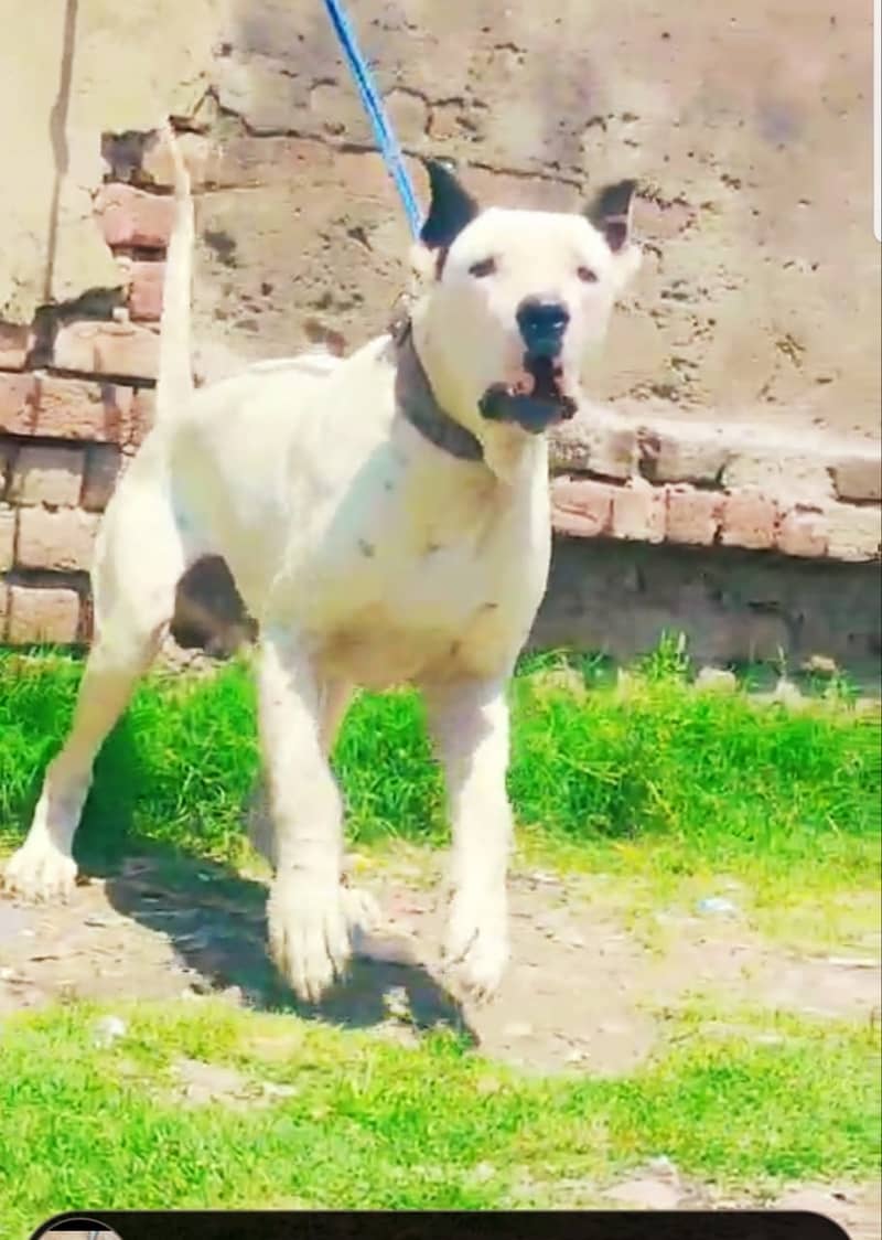 pure bully dog for sale | bully dog 2