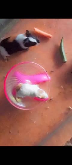 Guania hamster babies available 0