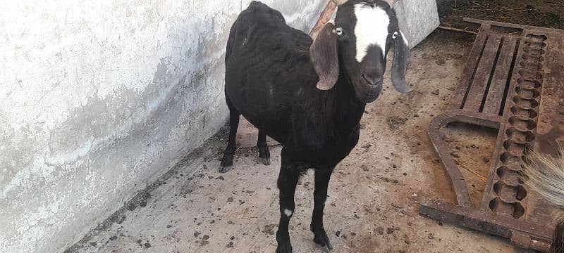 2 gaban bakria for sale in very reasonable price 3