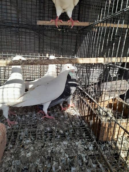 German Beauty pigeons 1