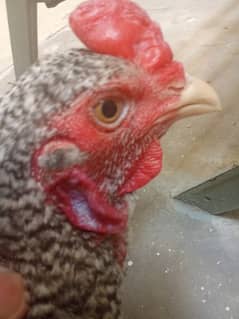 One Hen For sale. (1year old). . Only for serious buyer 0