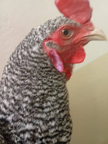 One Hen For sale. (1year old). . Only for serious buyer 1