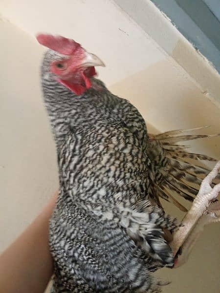 One Hen For sale. (1year old). . Only for serious buyer 2