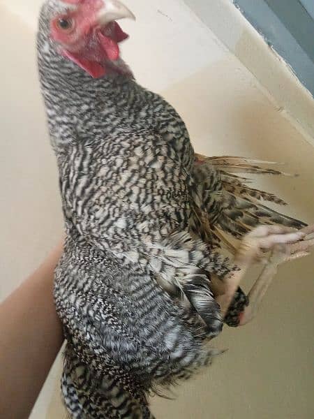 One Hen For sale. (1year old). . Only for serious buyer 3