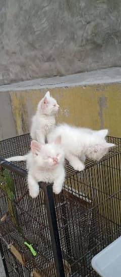 Persian kittens available for sale