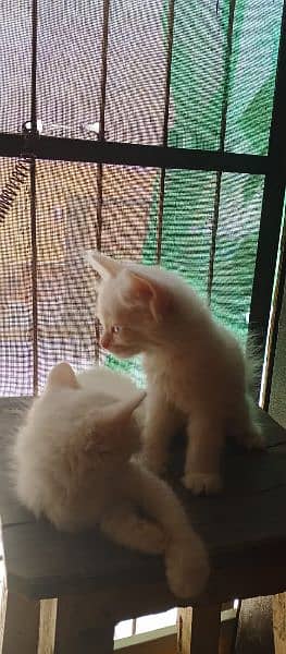 Persian kittens available for sale 3