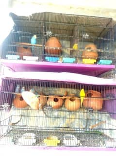 Australian 10 birds with 02 cages