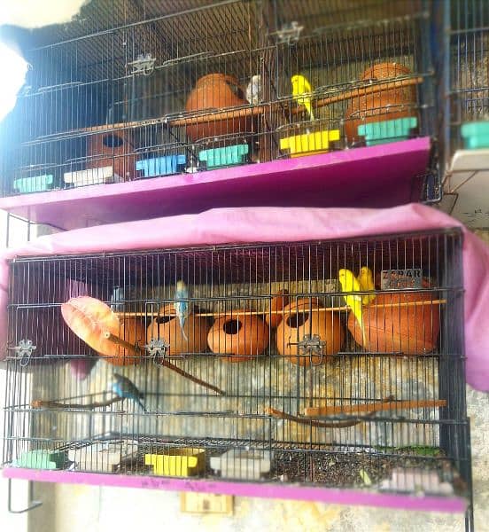 Australian 10 birds with 02 cages 2