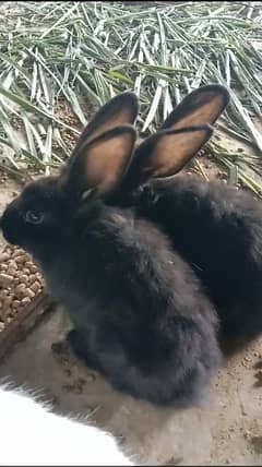new Zealand black  rabbit bunnies
