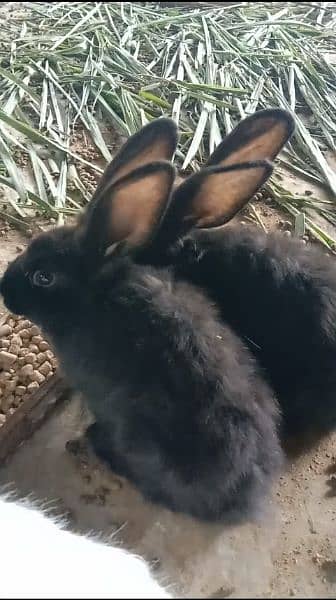 new Zealand black  rabbit bunnies 0