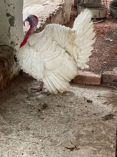 white Turkey