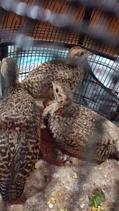 3 chicks healthy and active for sale