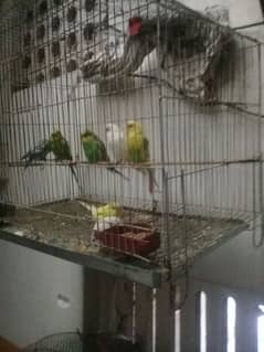 2 pair 2 female raw parrot 32000