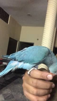 blue parrot self