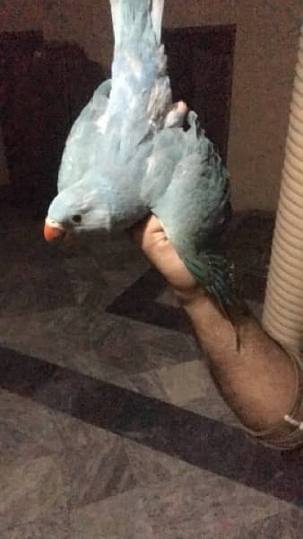 blue parrot almost self 3