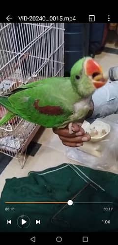 raw green color parrot hand Tam parrot full cover ha 0306 0166668