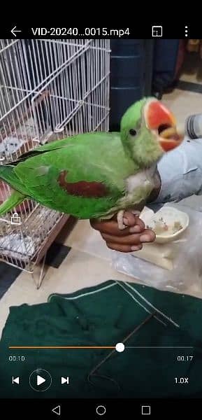 raw green color parrot hand Tam parrot full cover ha 0306 0166668 0