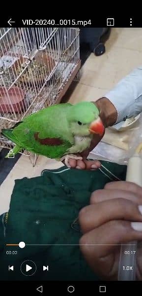 raw green color parrot hand Tam parrot full cover ha 0306 0166668 1