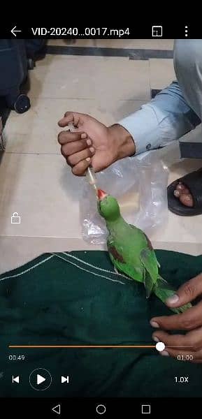 raw green color parrot hand Tam parrot full cover ha 0306 0166668 2