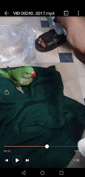raw green color parrot hand Tam parrot full cover ha 0306 0166668 3