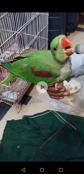 raw green color parrot hand Tam parrot full cover ha 0306 0166668 4